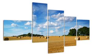 Letní pole - obraz (150x85cm)
