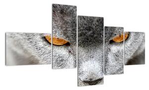 Kočka - obraz (150x85cm)