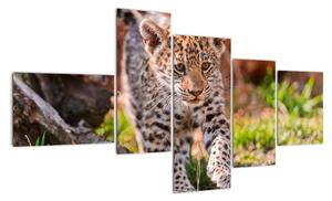 Mládě leoparda - obraz do bytu (150x85cm)