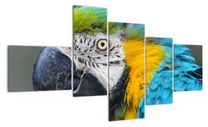 Papoušek - obraz (150x85cm)
