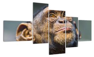 Opice - obrazy (150x85cm)