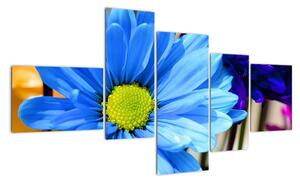 Modrá chryzantéma - obrazy (150x85cm)