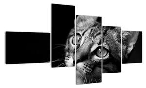 Obraz kočky (150x85cm)