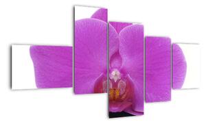 Orchidej - obraz (150x85cm)