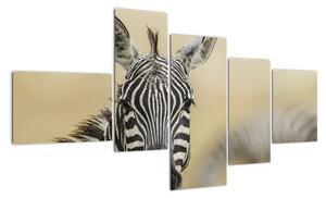 Zebra - obraz (150x85cm)