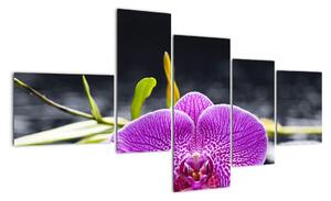Květ orchideje - obraz (150x85cm)