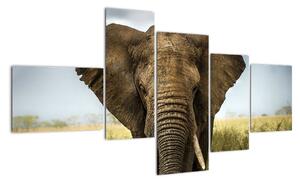 Slon - obraz (150x85cm)