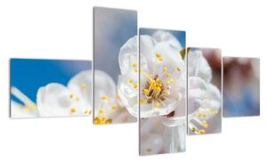 Květ třešně - obraz (150x85cm)