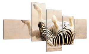 Obraz zebry (150x85cm)