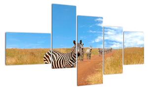 Zebra na cestě - obraz (150x85cm)