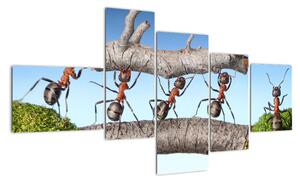 Obraz mravenců (150x85cm)