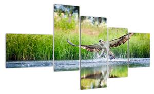 Fotka lovícího orla - obraz (150x85cm)