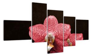 Růžová orchidej - obraz (150x85cm)
