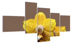Žlutá orchidej - obraz (150x85cm)