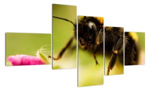 Včela - obraz (150x85cm)
