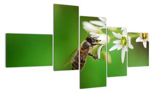 Fotka včely - obraz (150x85cm)