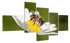 Včela na sedmikrásce - obraz (150x85cm)