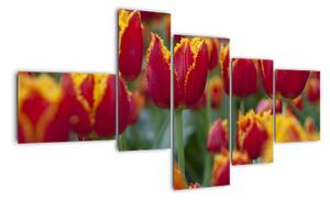 Tulipánové pole - obraz (150x85cm)