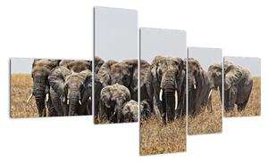 Stádo slonů - obraz (150x85cm)