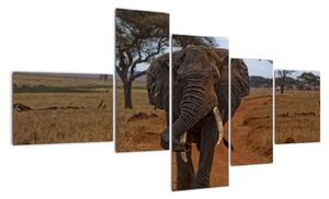 Obraz slona (150x85cm)