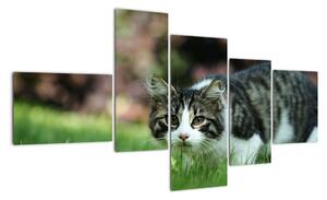 Obraz kočky (150x85cm)