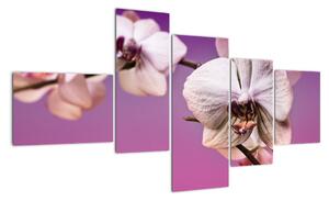 Moderní obrazy - orchidej (150x85cm)