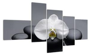 Květ orchideje - moderní obraz (150x85cm)
