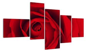 Detail červené růže - obraz (150x85cm)