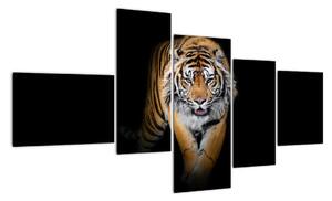 Tygr, obraz (150x85cm)