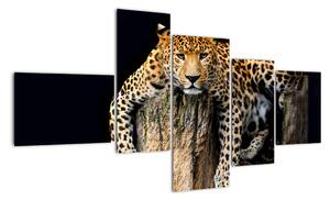Leopard, obraz (150x85cm)