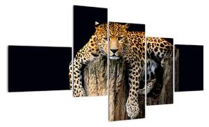 Leopard, obraz (150x85cm)