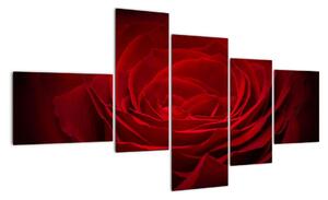 Makro růže - obraz (150x85cm)