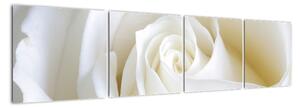Obraz bílé růže (160x40cm)