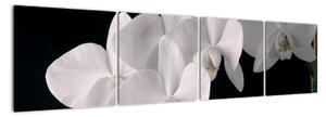 Obraz - bílé orchideje (160x40cm)