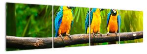 Moderní obraz - papoušci (160x40cm)