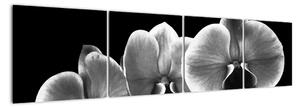 Černobílý obraz - orchidej (160x40cm)
