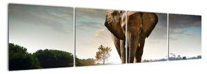 Obraz kráčejícího slona (160x40cm)