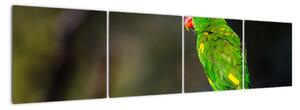 Obraz zeleného papouška (160x40cm)
