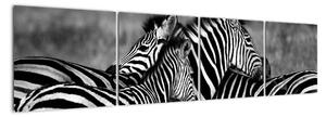 Obraz - zebry (160x40cm)