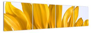 Obraz květu slunečnice (160x40cm)