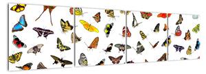 Obrazy motýlů (160x40cm)