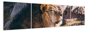 Obraz - ležící lev (160x40cm)