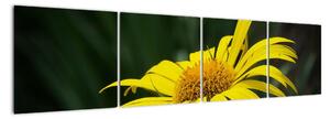 Obraz žlutého květu (160x40cm)