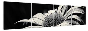 Černobílý obraz květu (160x40cm)