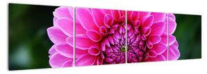 Obraz růžového květu (160x40cm)
