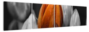Oranžový tulipán mezi černobílými - obraz (160x40cm)