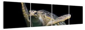 Obraz plovoucí želvy (160x40cm)