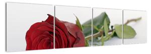 Obraz rudé růže (160x40cm)
