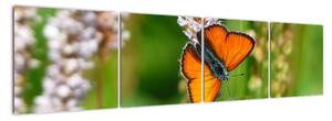 Moderní obraz motýla na louce (160x40cm)