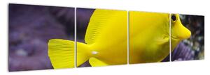 Obraz - žluté ryby (160x40cm)